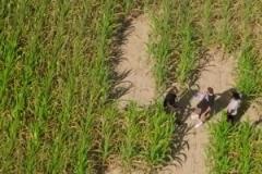 排面啊獨(dú)行俠狀元弗拉格走進(jìn)有著自己巨幅剪影的玉米地~~