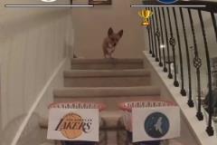 網(wǎng)紅柯基預測湖狼對決：狼拿下G1 湖人連下三城 最后G6拿下