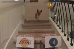 對一場了！此前某狗預測湖人讓1追4