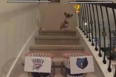 這還有可能嗎？網紅柯基預測雷霆灰熊首輪賽果，雷霆搶七晉級！