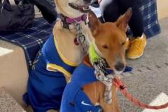 這是什么戰(zhàn)術(shù)？森林狼球迷給狗狗穿上了庫(kù)里球衣